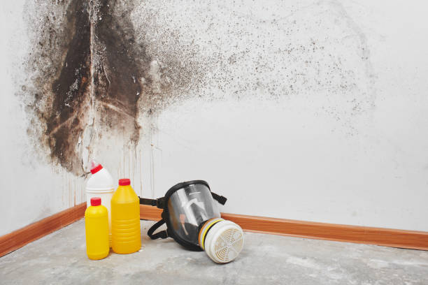 Best Mold Testing  in Corcoran, MN