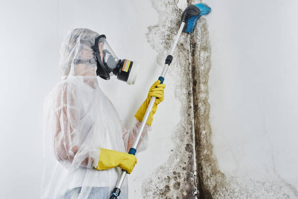 Best Mold Damage Repair  in Corcoran, MN