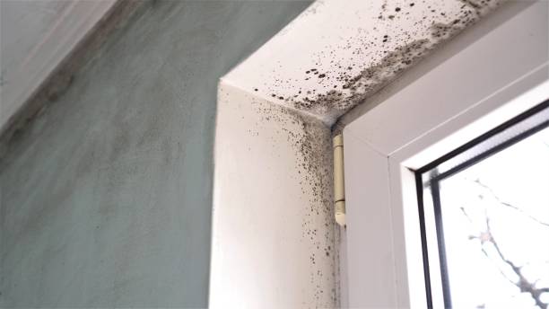 Best Certified Mold Removal  in Corcoran, MN