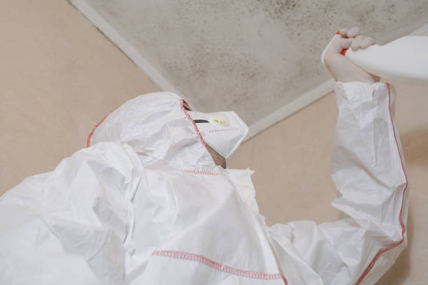 Mold Removal Process in Corcoran, MN