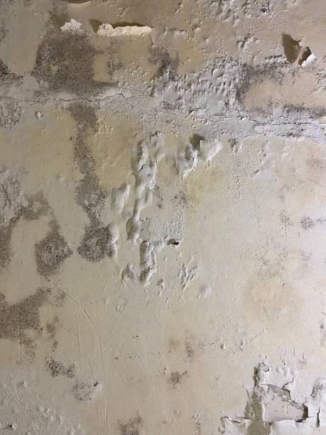 Best Mold Testing  in Corcoran, MN
