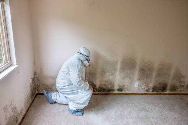 Best Residential Mold Removal  in Corcoran, MN