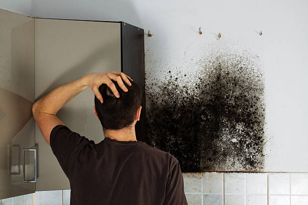 Best Mold Removal Company Near Me  in Corcoran, MN