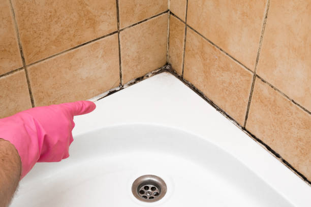 Best Commercial Mold Removal  in Corcoran, MN