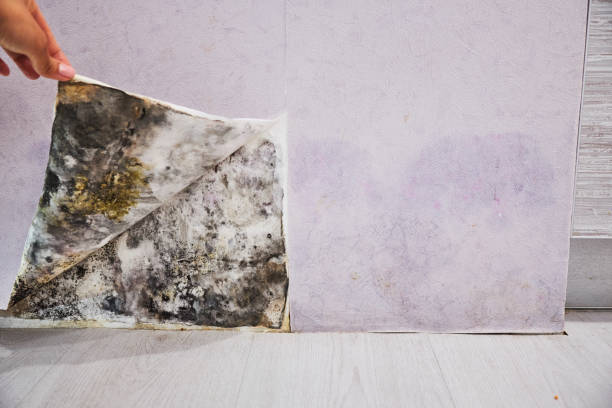 Best Local Mold Removal Service  in Corcoran, MN